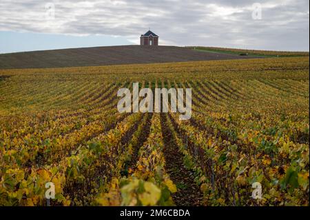 Bunte Herbstlandschaft mit gelben Grand Cru chardonnay Weinbergen in Cramant, Region Champagne, Frankreich Anbau von weißen chardonnay Weintraube o Stockfoto