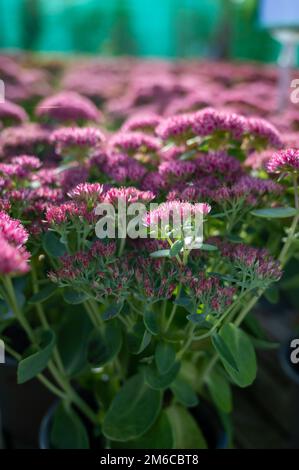 Winterblühende Gartenpflanze, rosa Blüten der Sedum-Zierpflanze, aus nächster Nähe Stockfoto