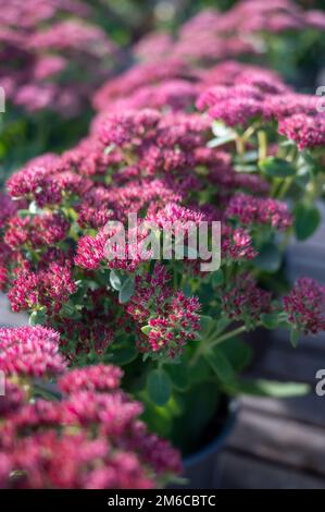 Winterblühende Gartenpflanze, rosa Blüten der Sedum-Zierpflanze, aus nächster Nähe Stockfoto