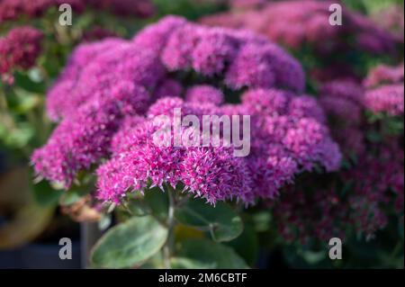 Winterblühende Gartenpflanze, rosa Blüten der Sedum-Zierpflanze, aus nächster Nähe Stockfoto