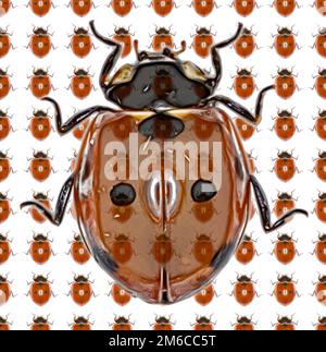 Marienkäfer Foto Pattern - Seven-Spot Ladybird auf weißem Hintergrund Stockfoto