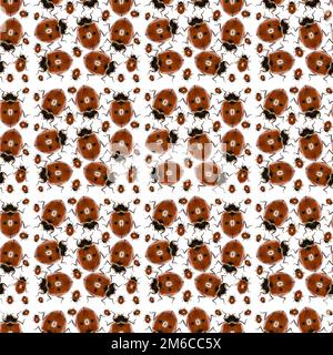 Marienkäfer Foto Pattern - Seven-Spot Ladybird auf weißem Hintergrund Stockfoto