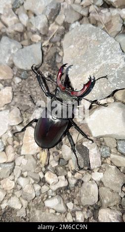 Hirschkäfer auf grauem Hintergrund - Lucanus cervus (Linnaeus, 1758) Stockfoto