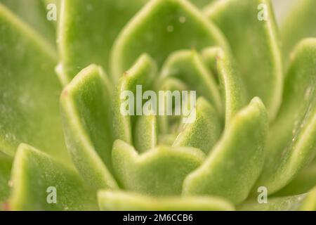 Echeveria secunda-Spezies-Textur und Nahaufnahme. Stockfoto