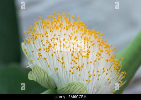 Extreme Nahaufnahme der eine bunte Blume Staubgefäße und Stigmatisierung. Stockfoto