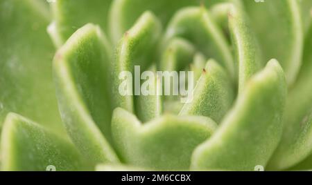 Echeveria secunda-Spezies-Textur und Nahaufnahme. Stockfoto