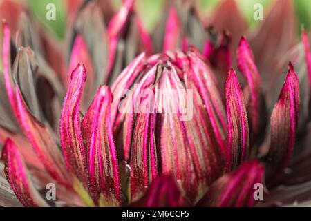 Dahlia Black Jack Blume aus der Nähe. Stockfoto