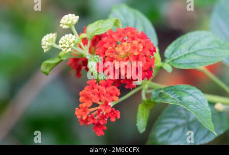 Bunte Hedge Blume, Weinen Lantana, Calippo ging Gelb Stockfoto