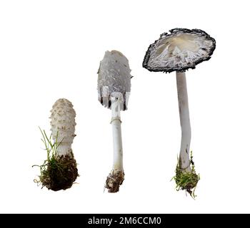 Shaggy-Tintenkappe auf weißem Hintergrund – Coprinus comatus (O.F. Mull.) Pers.: 1797 Stockfoto