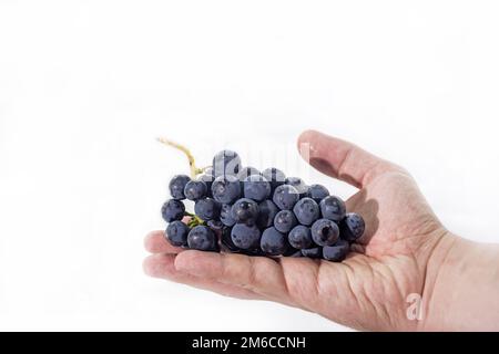 Rohe dunkle Trauben, isoliert auf weißem Hintergrund. Stockfoto