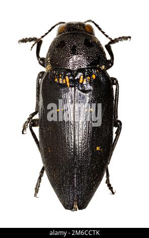 Metallischer Holzkäfer auf weißem Hintergrund – Buprestis cupressi (Germar, 1817) Stockfoto