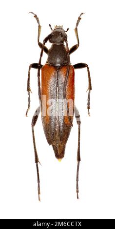 Schwarz gestreiften Blume Longhorn Beetle auf weißem Hintergrund - Stenurella Melanura (Linnaeus 1758) Stockfoto