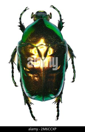 Blume Chafer Protaetia auf weißem Hintergrund - Protaetia (Cetonischema) speciosissima (Scopoli, 178 Stockfoto