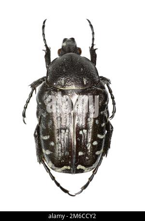 Mediterranean Spotted Chafer auf weißem Hintergrund - Oxythyrea Funesta (Poda, 1761) Stockfoto