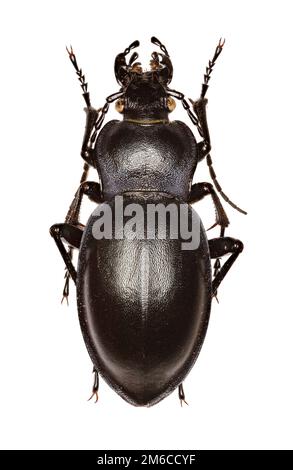 Glatter Käfer auf weißem Hintergrund – Carabus glabratus (Paykull, 1790) Stockfoto