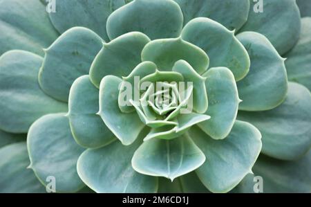 Echeveria secunda-Spezies-Textur und Nahaufnahme in Schwarzweiß. Stockfoto