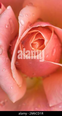 Schöne Nahaufnahme mit Rosen und Regentropfen. Stockfoto