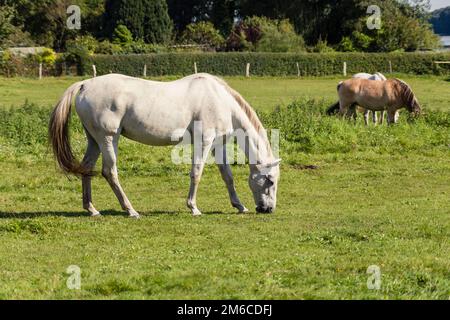 Pferde auf der Weide Stockfoto