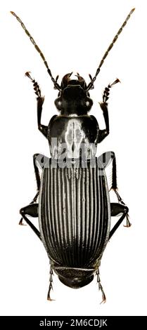 Boden-Käfer schwarz auf weißem Hintergrund - (Platysma) Pterostichus Niger (Schaller, 1783) Stockfoto