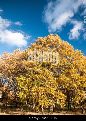 Wunderschöne gelbe Herbstblüten im Hintergrund Stockfoto