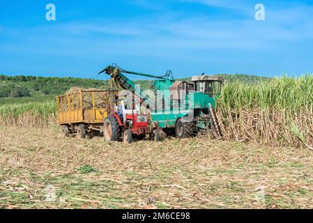 Zuckerrohr Ernte auf dem Feld mit einem Mähdrescher in Santa Clara in Kuba - Serie Kuba Reportage Stockfoto