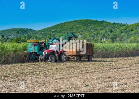 Zuckerrohr Ernte auf dem Feld mit einem Mähdrescher in Santa Clara in Kuba - Serie Kuba Reportage Stockfoto