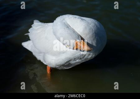 Weiße Gans steht im Wasser. Gans waschbar. Ein Tier auf dem Land. Stockfoto