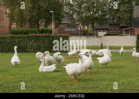 Eine Gruppe Gänse auf einer Wiese in der Stadt vor dem Hintergrund einer alten Kirche Stockfoto