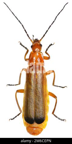 Soldat-Käfer rot auf weißem Hintergrund - Rhagonycha Fulva (Scopoli, 1763) Stockfoto