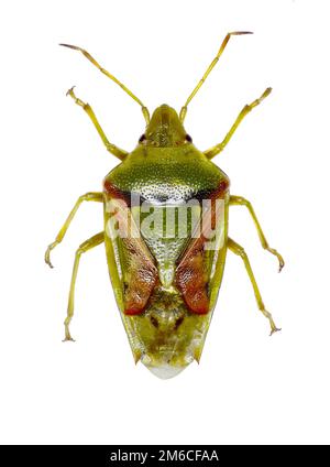 Wacholder Shield Bug auf weißem Hintergrund - Cyphostethus Tristriatus (Fabricius, 1787) Stockfoto