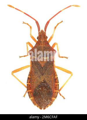 Box-Bug auf weißem Hintergrund - Gonocerus Acuteangulatus (Goeze, 1778) Stockfoto