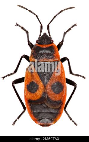 Die Firebug auf weißem Hintergrund - Pyrrhocoris Apterus (Linnaeus, 1758) Stockfoto