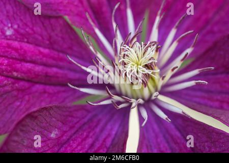Extreme Nahaufnahme der eine bunte Blume Staubgefäße und Stigmatisierung. Stockfoto
