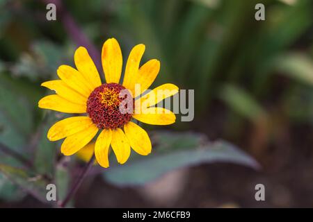 Rudbeckia fulgida 'Goldstrum' orange Coneflower in voller Blüte Stockfoto