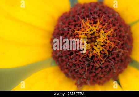 Rudbeckia fulgida 'Goldstrum' orange Coneflower in voller Blüte Stockfoto