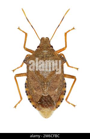 Dock Leaf Bug auf weißem Hintergrund - Arma custos (Fabricius, 1794) Stockfoto