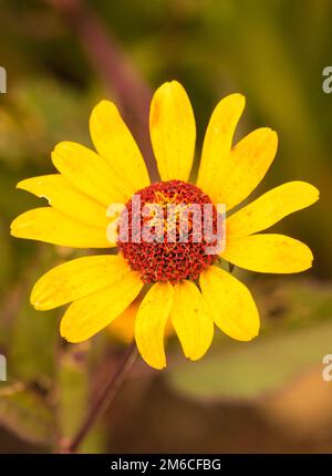 Rudbeckia fulgida 'Goldstrum' orange Coneflower in voller Blüte Stockfoto