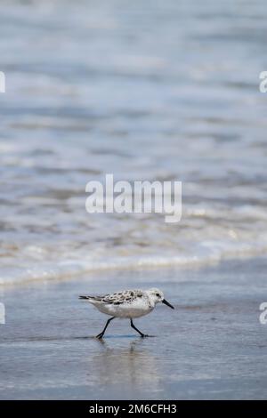 Sanderling, der am kalifornischen Strand entlang läuft Stockfoto