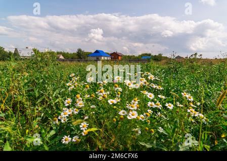 Ländliche Landschaft mit Gänseblümchen im Vordergrund. Stockfoto