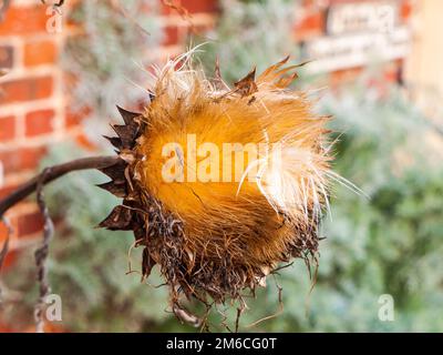 Wunderschöne tote Sonnenblumenkopfpflanze im Herbst-Winter Stockfoto
