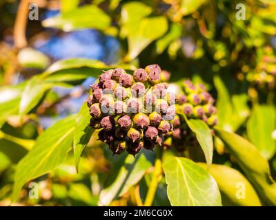 Nahaufnahme von immergrünen Efeu-Knospen im Winter geschlossen Stockfoto