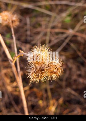 Tote Blütenköpfe spiky, braune Stiele im Herbst Stockfoto