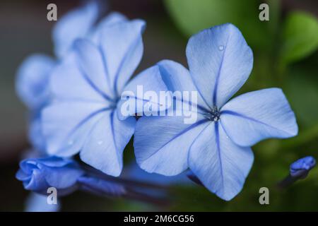 Blaue Blumen close-up mit grünem Hintergrund Stockfoto