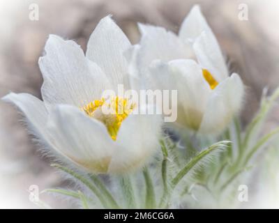 Weiße Pulsatilla alpina blüht Stockfoto