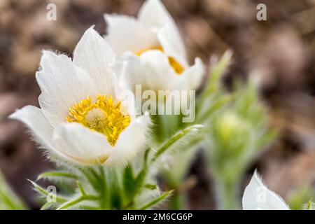 Weiße Pulsatilla alpina blüht Stockfoto