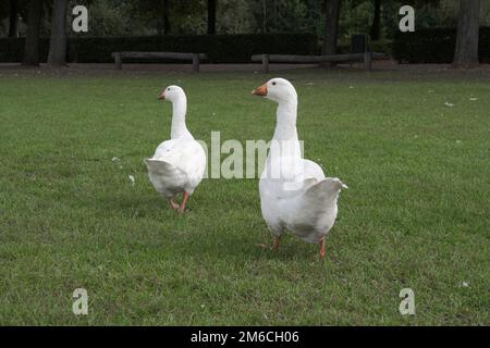 Zwei lassen Gänse auf einem grünen Grasfeld zurück Stockfoto