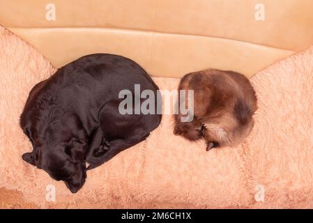 Die Neva-Maskenkatze und der Labrador-Retriever-Hund schlafen auf dem Sofa. Hund und Katze zu Hause Stockfoto