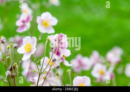 Blass rosa Blume japanische Anemone, close-up. Hinweis: Geringe Schärfentiefe Stockfoto