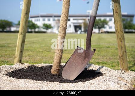 Eine Schaufel neigt sich vor dem Gebäude eins an einem neu gepflanzten Baum in der Marine Corps Air Station Iwakuni, Japan, 22. April 2022. NAVFAC-Auftragnehmer pflanzten elf Bäume um das Parade Deck herum, um den Earth Day 2022 zu feiern. Dies war Teil eines laufenden Prozesses, um die Bäume auf der Basis zu ersetzen, die nicht mehr gedeihen. Stockfoto