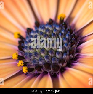 Nahaufnahme des bunten osteospermum Blume oder Cape daisy Stockfoto